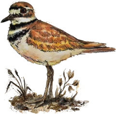A killdeer, illustrated by Ally Mikel